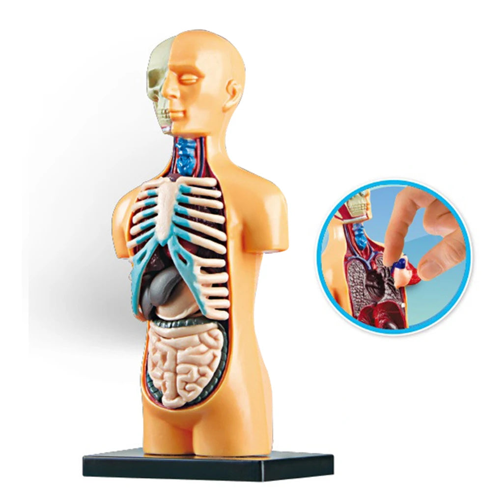 Anatomy Model with Removable Organs | Free Shipping