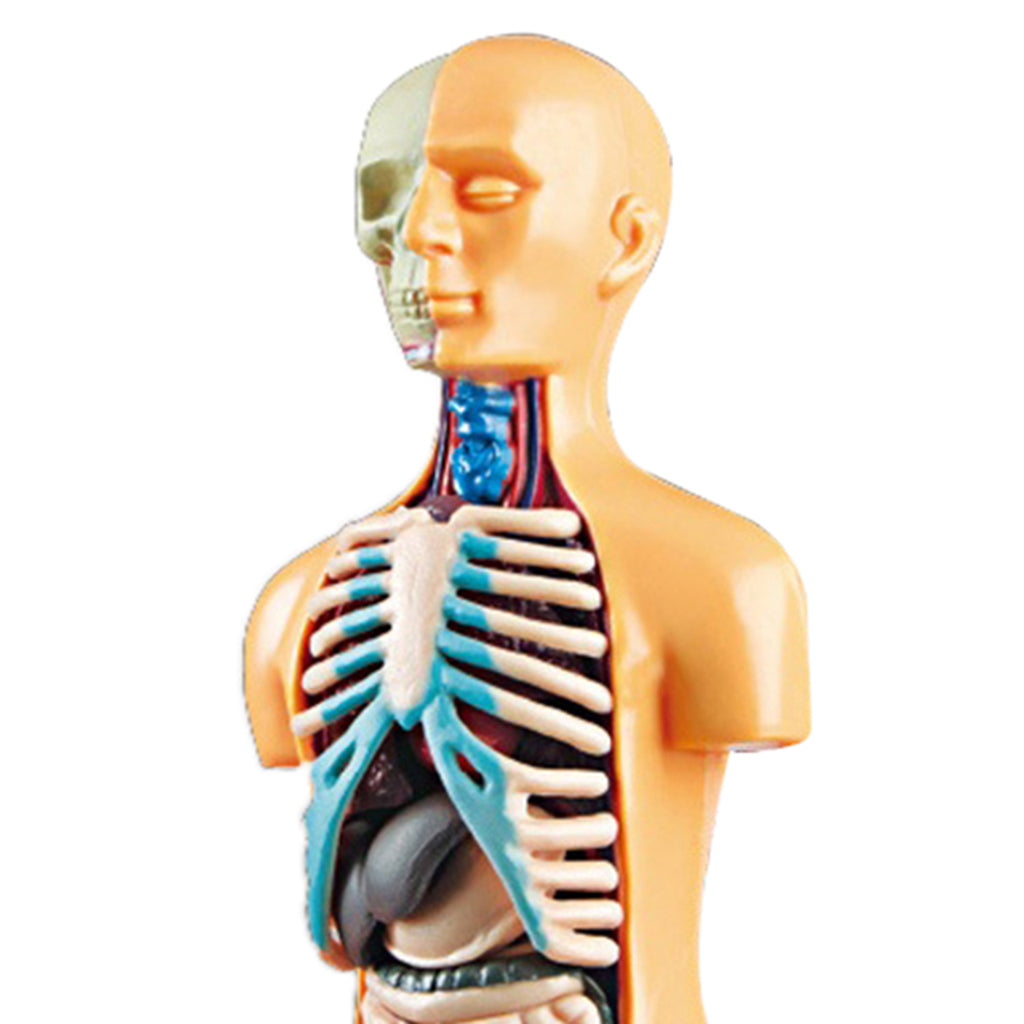 Anatomy Model with Removable Organs | Free Shipping