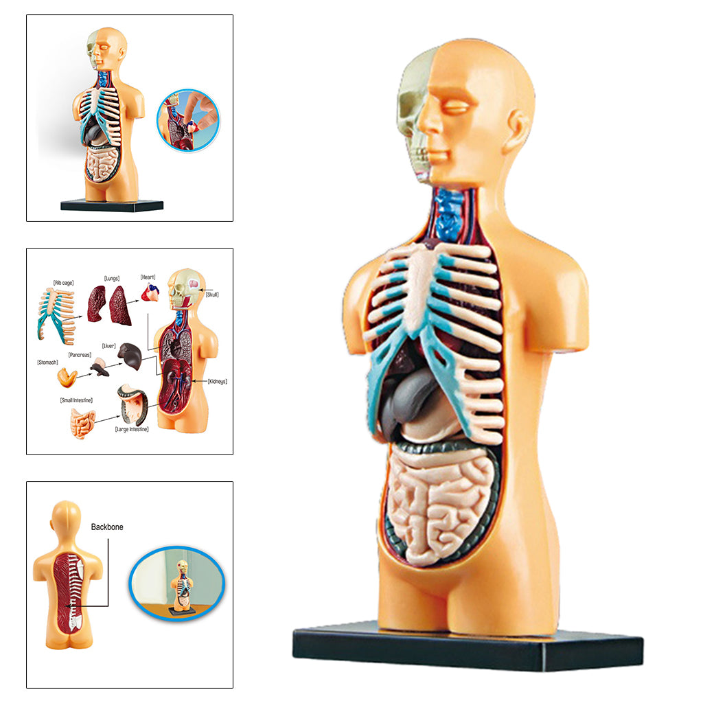 Anatomy Model with Removable Organs | Free Shipping