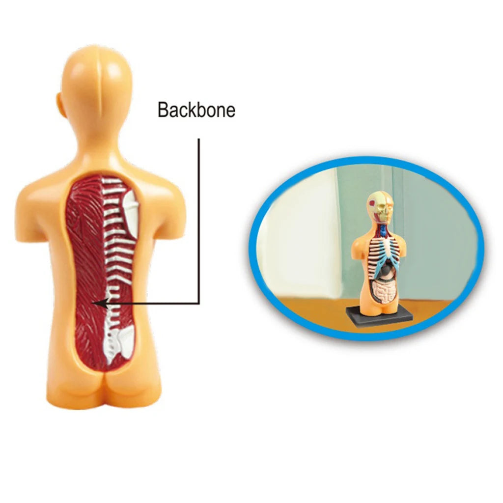 Anatomy Model with Removable Organs | Free Shipping