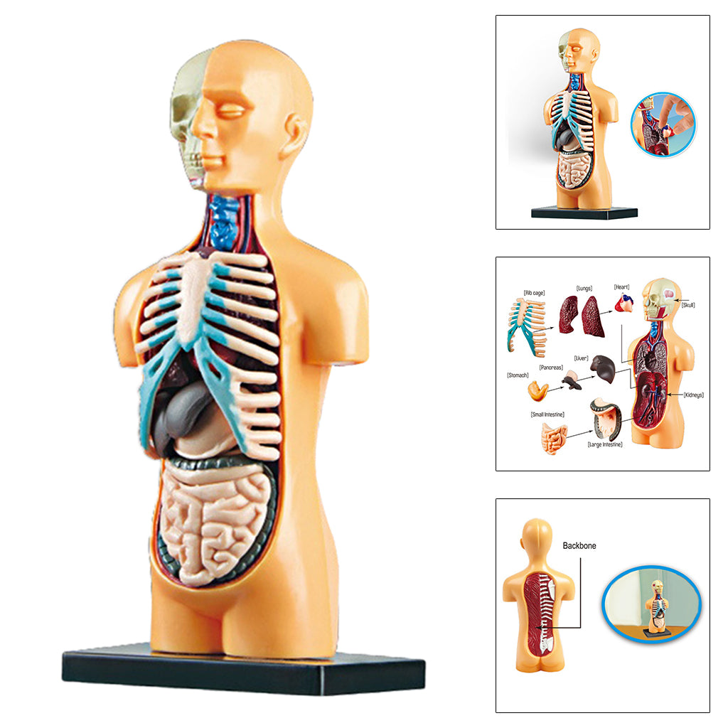 Anatomy Model with Removable Organs | Free Shipping