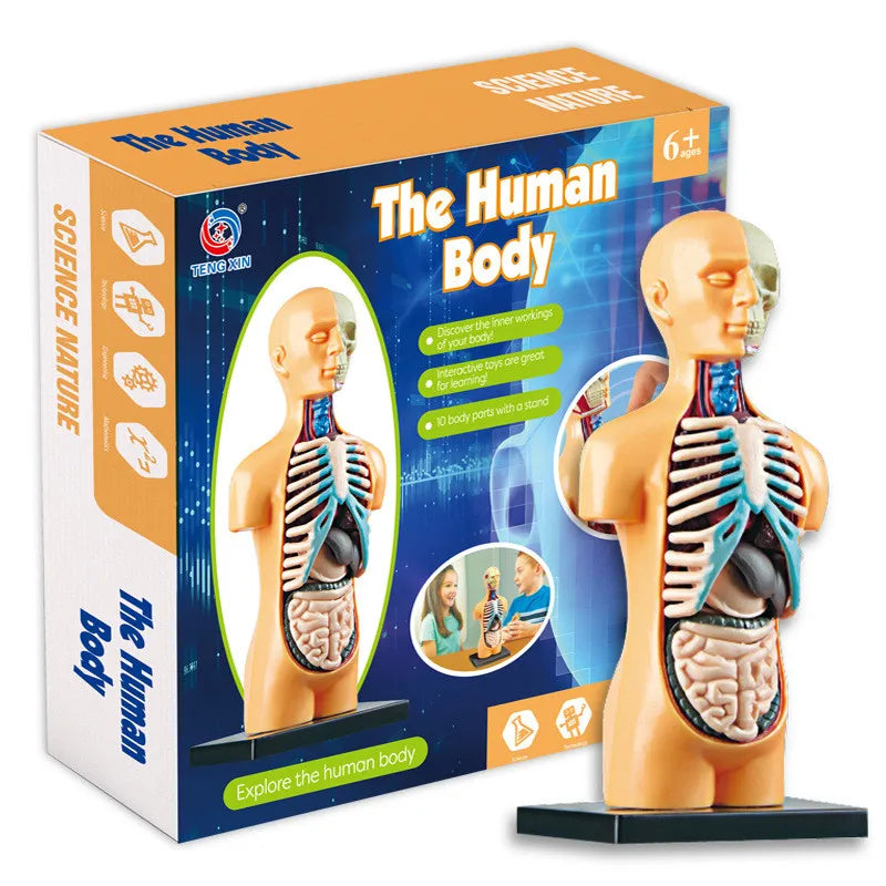 Anatomy Model with Removable Organs | Free Shipping