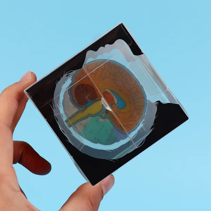 Brain and Optic Nerve 3D Cube | Free Shipping