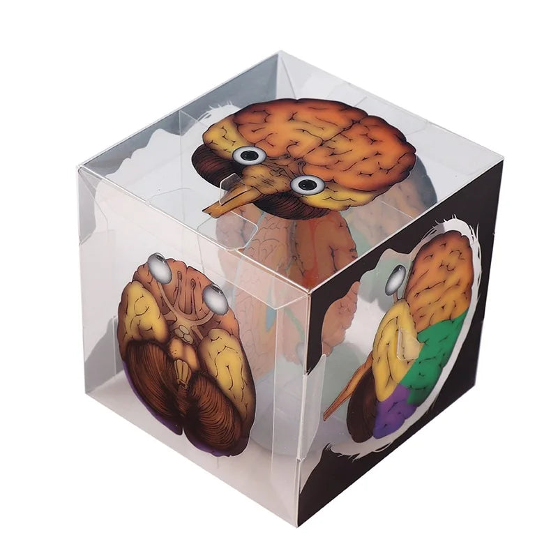 Brain and Optic Nerve 3D Cube | Free Shipping