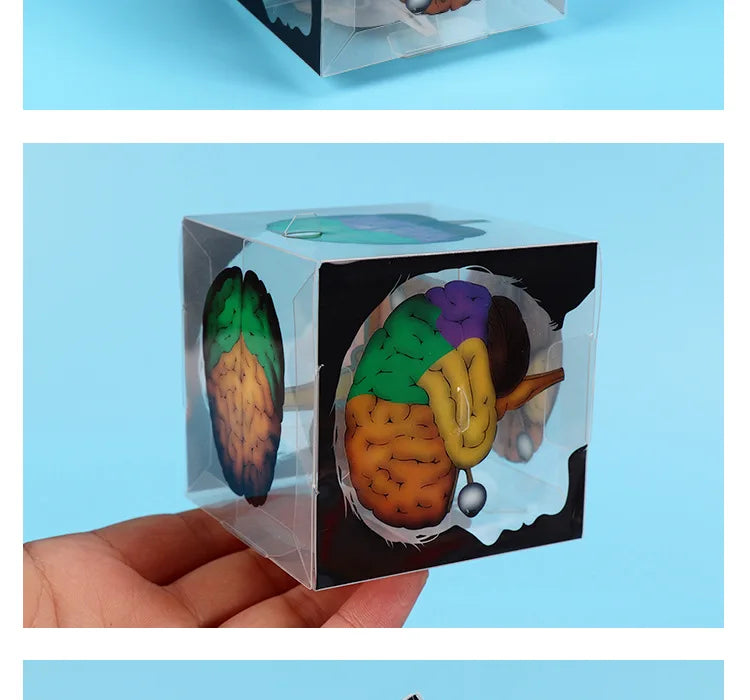 Brain and Optic Nerve 3D Cube | Free Shipping