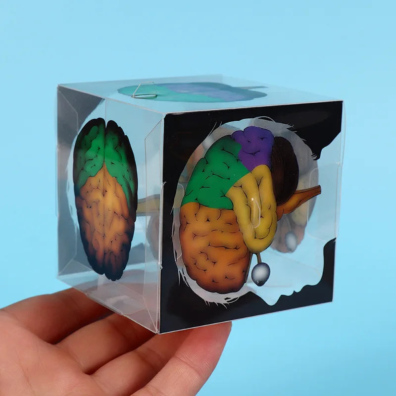 Brain and Optic Nerve 3D Cube | Free Shipping